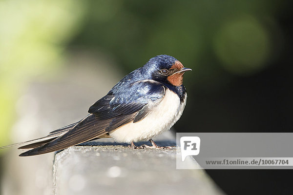 Barn Swallow (Hirundo rustica)  Lower Saxony  Germany  Europe