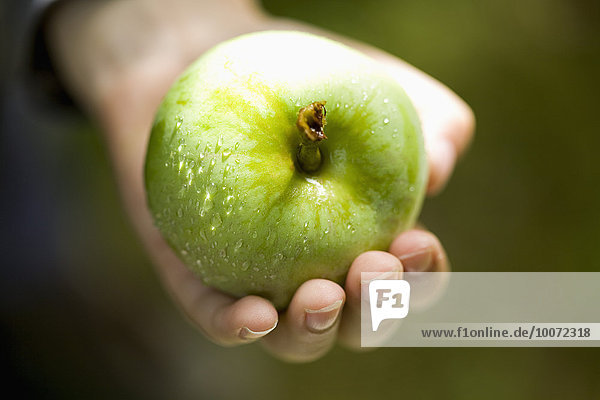 Hand hält frischen grünen Apfel