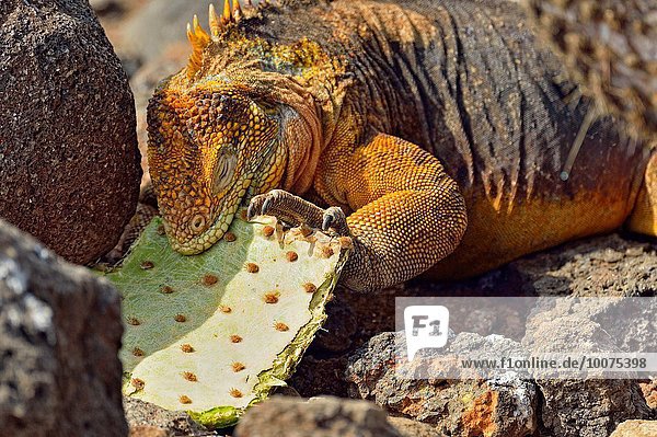 Landschaft essen essend isst Galapagosinseln Kaktus Ecuador Leguan