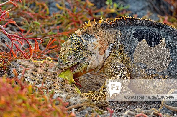Landschaft essen essend isst Galapagosinseln Kaktus Ecuador Leguan South Plaza Island