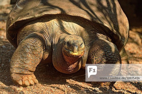 Nationalpark Insel Beispiel Gast Galapagosinseln Gefangenschaft Ecuador Landschildkröte Schildkröte