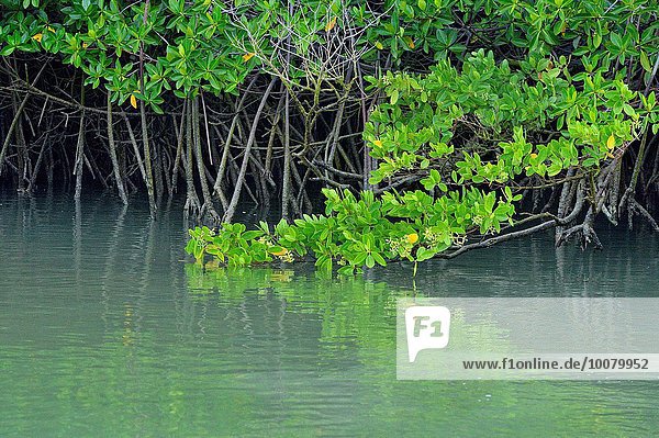 Wasser Baum Spiegelung Santa Cruz Island Galapagos Ecuador Mangrove Santa-Cruz-Inseln
