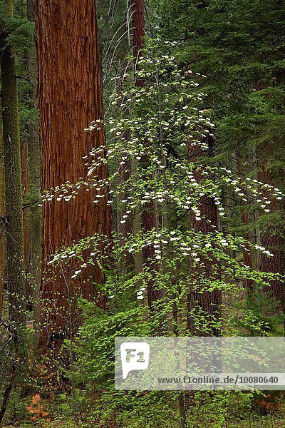 Landschaftlich schön landschaftlich reizvoll Baum groß großes großer große großen Pazifischer Ozean Pazifik Stiller Ozean Großer Ozean Nebenstraße Sequoia Asiatischer Blüten-Hartriegel Cornus kousa Kalifornien