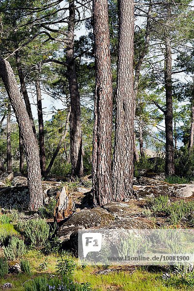 Madrid Hauptstadt Europa Kiefer Pinus sylvestris Kiefern Föhren Pinie Spanien
