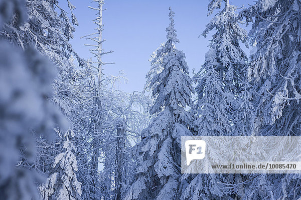 Baum Schnee Wald
