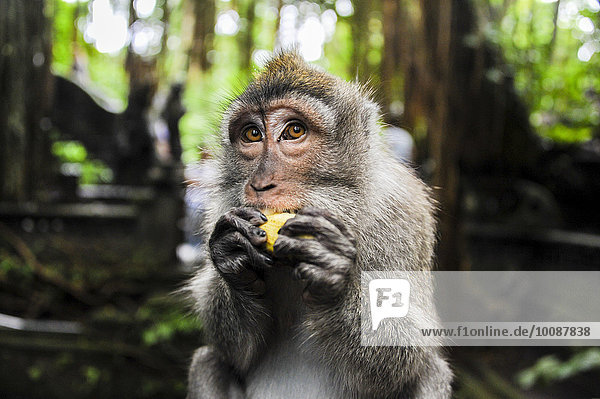 Frucht Regenwald Close-up essen essend isst Affe