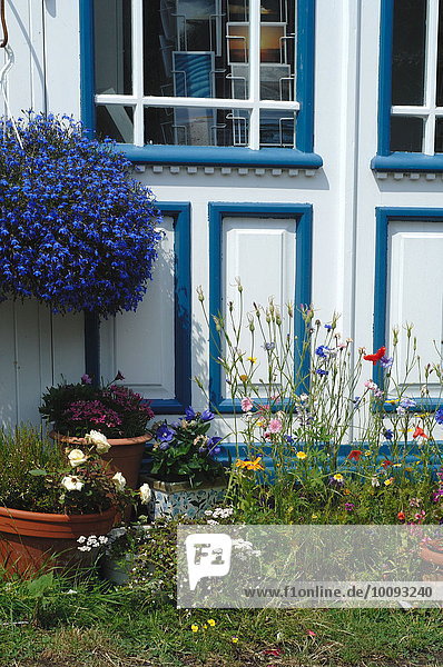 Blume Wohnhaus frontal Garten