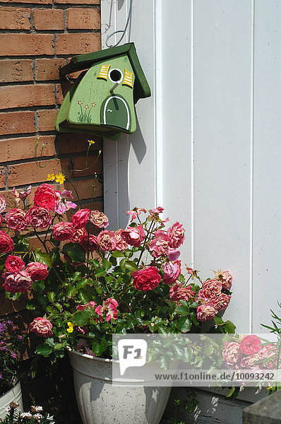 Wohnhaus Eingang Rose Vogelhäuschen