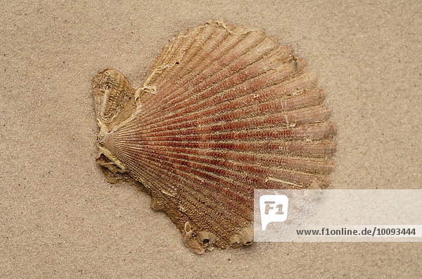 Muschelschale im Sand