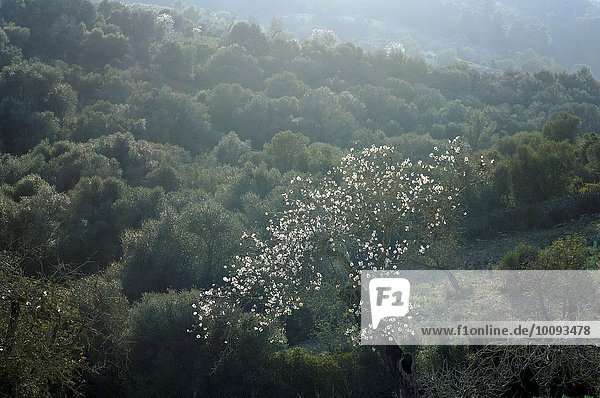 Baumlandschaft