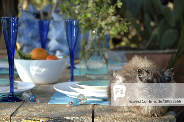 Katze auf gedecktem Gartentisch