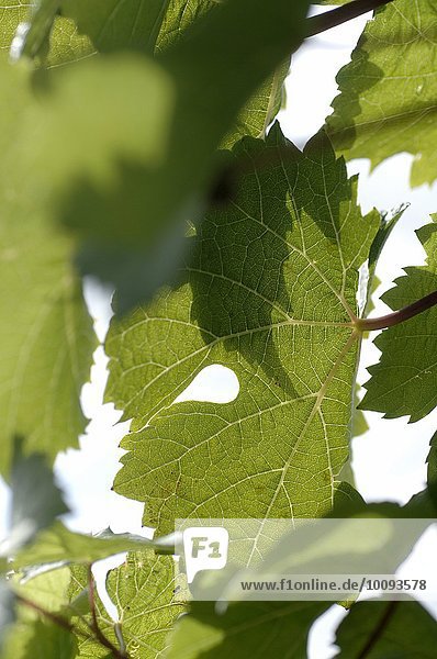 Weinblatt