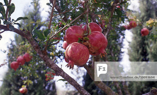 Granatäpfel am Baum