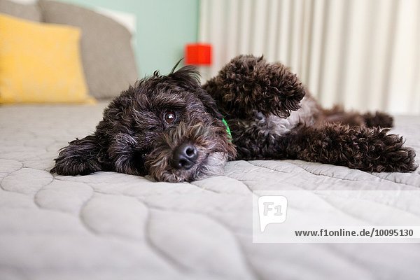 Porträt eines auf dem Bett liegenden Hundes