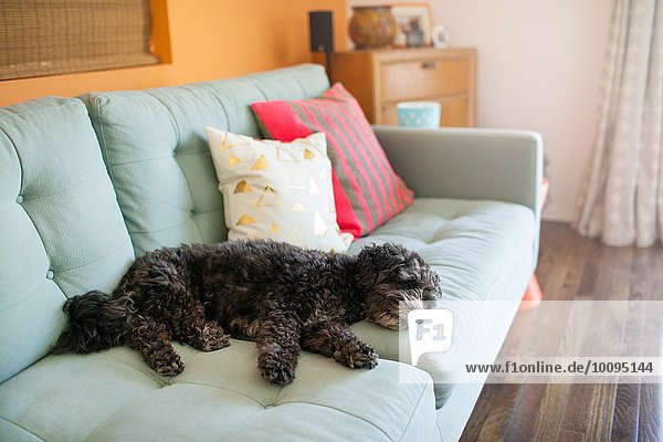 Hund auf Sofa liegend