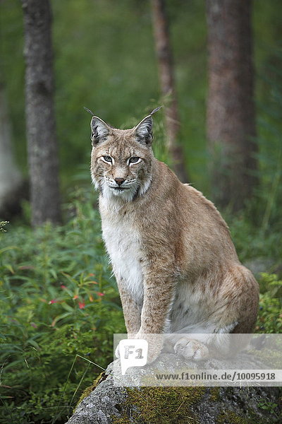 Luchs  Lynx lynx  im Wald  Finnland  Skandinavien  Europa