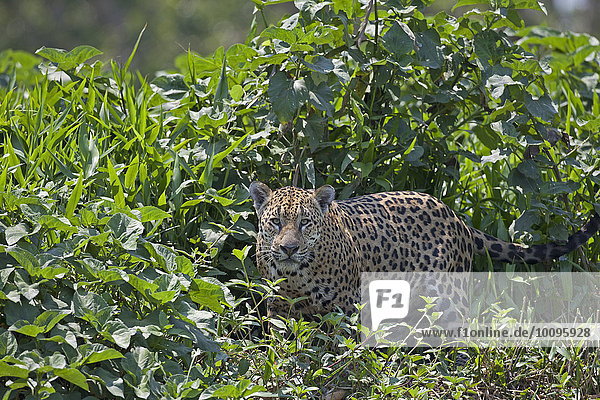Jaguar  Panthera onca  Pantanal  Brasilien  Südamerika  Amerika