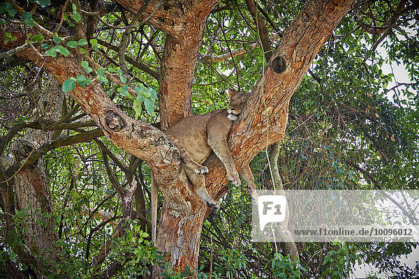 Löwe  Panthera leo  Queen-Elizabeth-Nationalpark  Uganda  Afrika