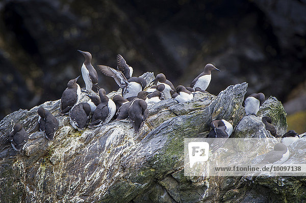 Trottellummen (Uria aalge)  Sumburgh Head Nature Reserve  Mainland  Shetland-Inseln  Schottland  Großbritannien  Europa