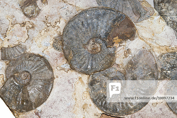 Zusammenschwemmung von mehreren Ammoniten (Amaltheus stokesi)  Fundort Lias gamma-delta Grenzbank  nördliches Harzvorland  Niedersachsen  Deutschland  Europa