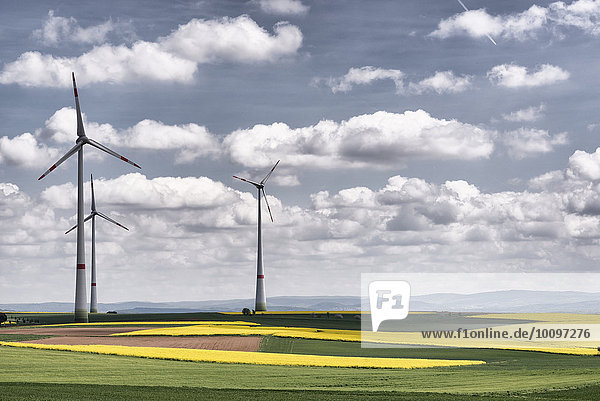 Windpark inmitten von blühenden Rapsfeldern (Brassica napus)  Wetterau  Hessen  Deutschland  Europa