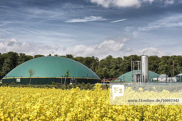 Biogasanlage im blühenden Rapsfeld (Brassica napus)  Wetterau  Hessen  Deutschland  Europa