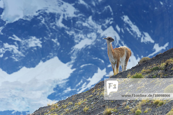 Guanako (Lama guanicoe) auf einem Bergrücken  Nationalpark Torres del Paine  Patagonien  Chile  Südamerika