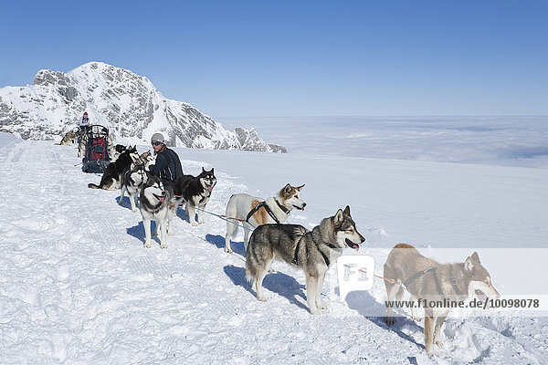 Schlittenhundegespanne mit Schlittenhundeführern bei einer Rast  Schneelandschaft und Berge  Dachsteingletscher  Salzburg  Österreich  Europa