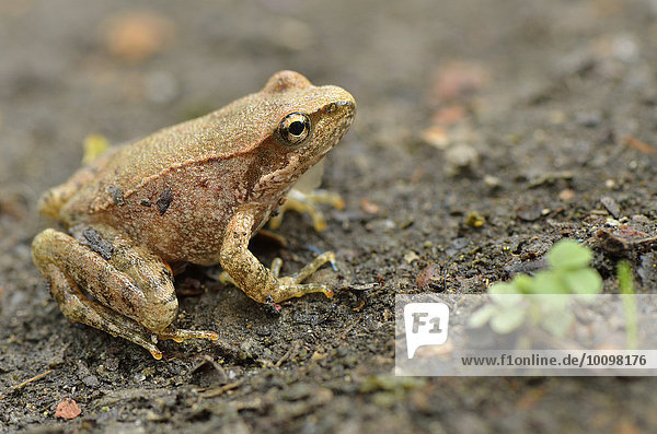 Juvenile Italian stream frog (Rana italica)  Toscana  Garfagnana  Italy  Europe