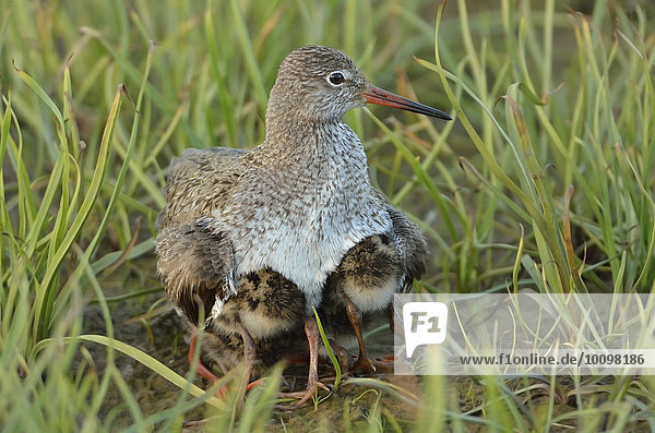 Redshank (Tringa totanuns) gathering its chicks protectively under its plumage  North Holland  The Netherlands  Europe