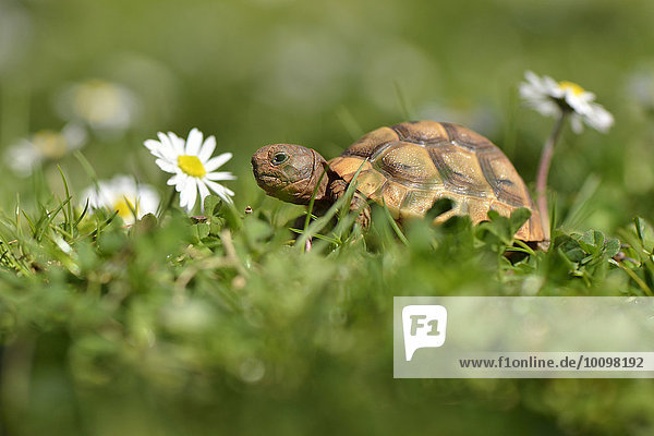 Spur-thighed tortoise (Testudo graeca terrestris) hatchling in meadow  Lycia  Southwest Turkey