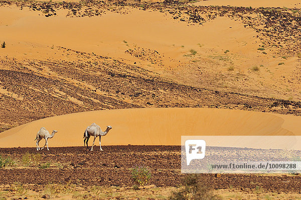 Dromedare in der Wüste  Region Adrar  Mauretanien  Afrika