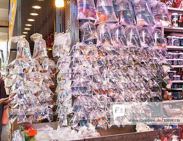 Fisch zu verkaufen  Fischmarkt  Mong Kok  Hong Kong  China