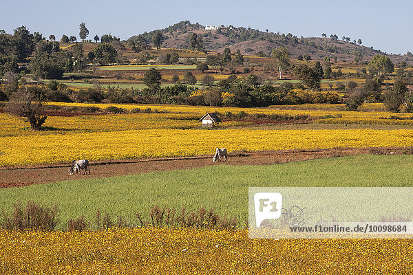 Landwirtschaftliche Flächen bei Heho Shan-Staat Myanmar Asien