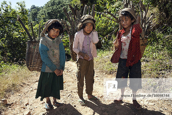 Girls from Palaung tribe carrying firewood  Taung Ni Village  Kalaw  Shan State  Myanmar  Asia