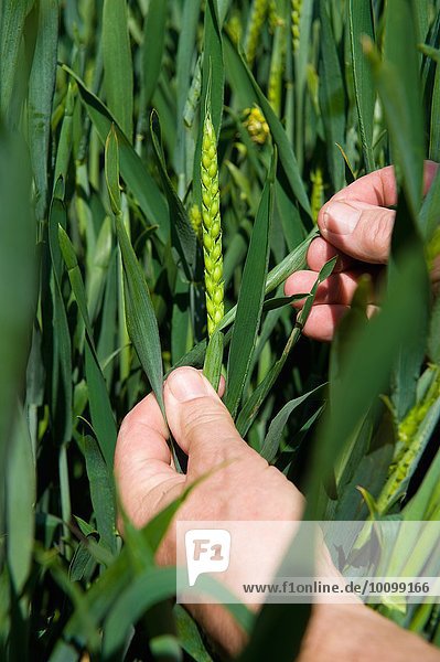 Close up of male farmers hand examining ear of wheat in field