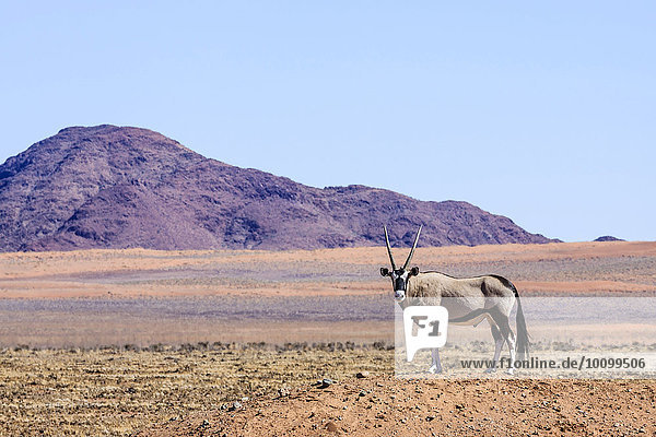 Oryx (Oryx gazella) im Namib Naukluft Park  Namibia  Afrika