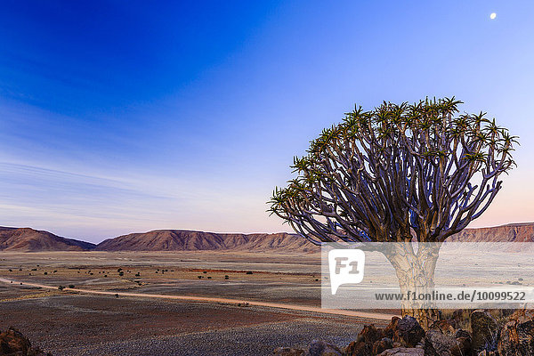 Köcherbaum (Aloe dichotoma) vor dem Rooirand Gebirge  Tirasberge  Namibia  Afrika
