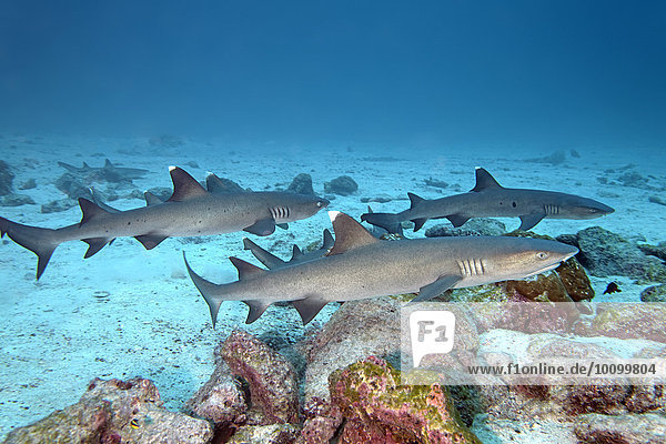 Three white tip reef sharks (Triaenodon obesus) swimming close to seabed  Cocos Island  Costa Rica  North America