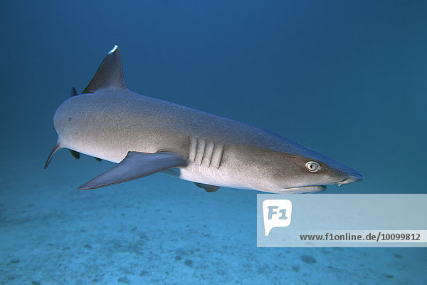 Whitetip reef shark (Triaenodon obesus)  Cocos Island  Costa Rica  North America