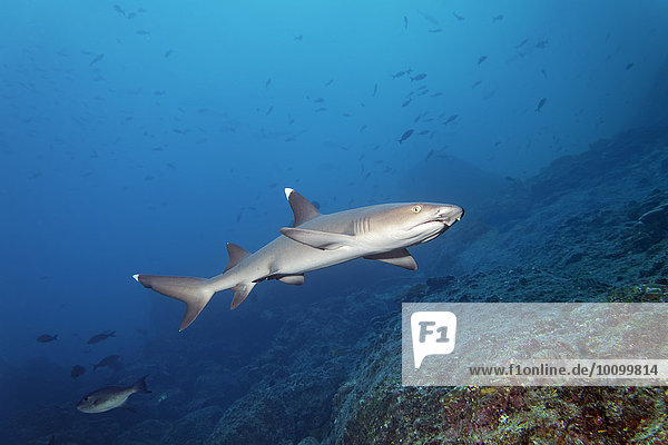 Whitetip reef shark (Triaenodon obesus) swimming over reef  Cocos Island  Costa Rica  North America