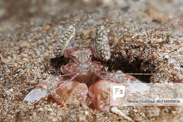 Fangschreckenkrebs (Lysiosquilla sp.)  in Wohnhöhle  Cocos Island  Kokosinsel  Costa Rica  Nordamerika