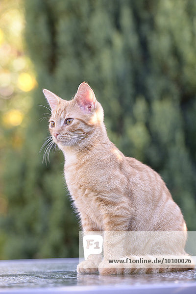 Young domestic cat (Felis silvestris catus) sitting on garden table  Saxony-Anhalt  Germany  Europe
