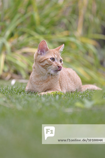 Young domestic cat (Felis silvestris catus) lying on garden lawn  Saxony-Anhalt  Germany  Europe