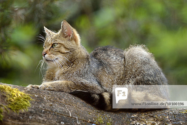 European wildcat (Felis silvestris silvestris) sitting on a tree trunk  captive  Canton of Zurich  Switzerland  Europe