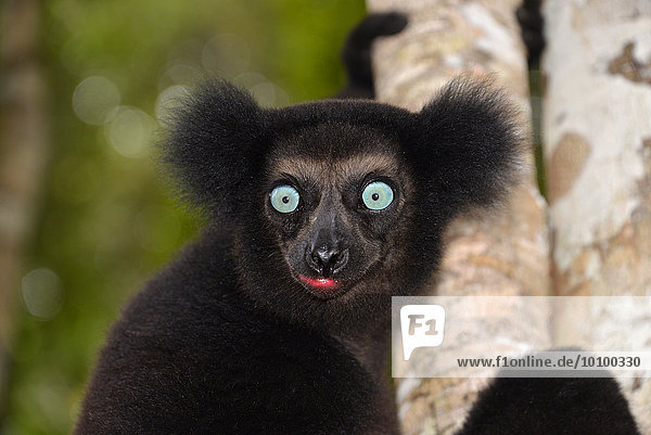 Indri (Indri indri)  Manompana Regenwald  Madagaskar  Afrika