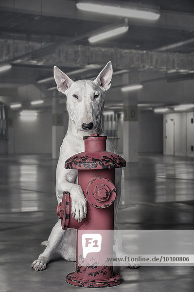 Dog at fire hydrant