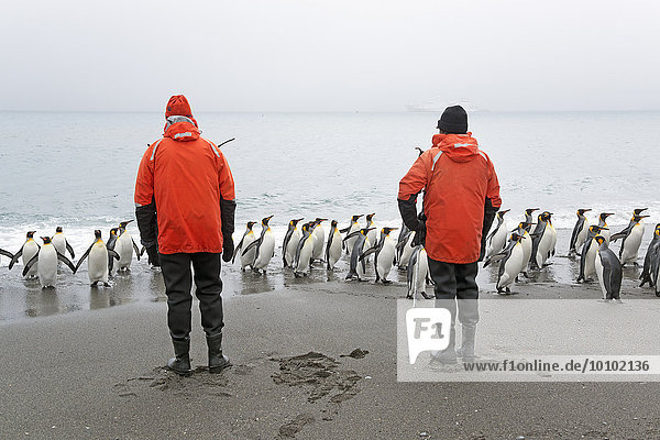 Two people looking at a small colony of King Penguins on a beach in South Georgia.