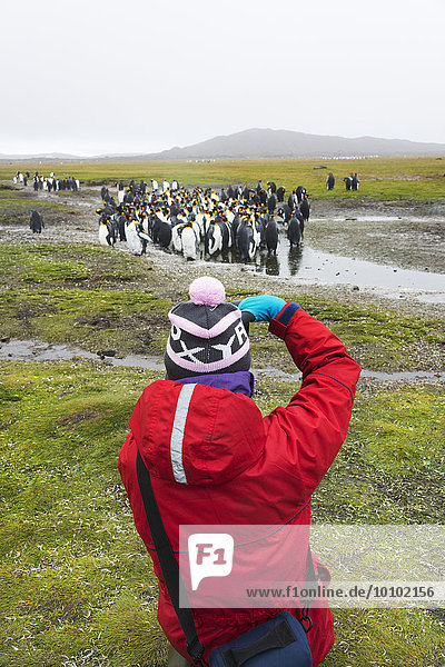 Kaiserpinguin Aptenodytes forsteri nehmen klein Mensch Gemälde Bild König - Monarchie Südgeorgien