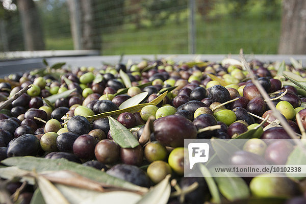 In der Toskana frisch geerntete Oliven  die für die Presse vorbereitet werden.